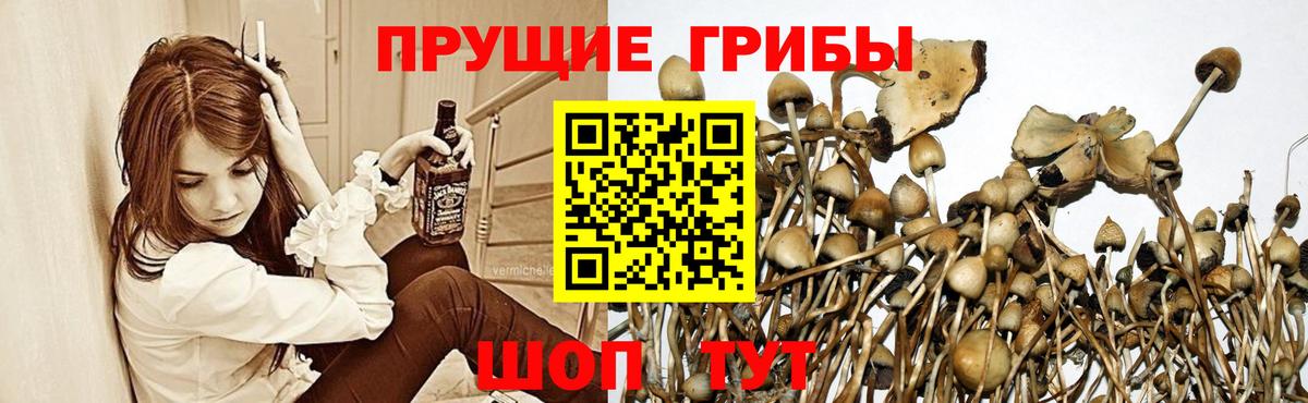 Галлюциногенные грибы прущие грибы Нижний Новгород